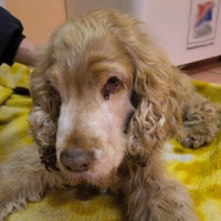 Odebrání týraného a nemocného psa v Praze 12